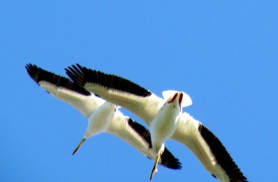 American white pelicans flying - Horicon Marsh, WI - 2010-05-09