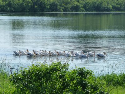 American white pelicans - Necedah National Wildlife Refuge, WI - 2013-06-14