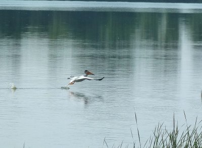 American white pelicans - Necedah National Wildlife Refuge, WI - 2013-06-14