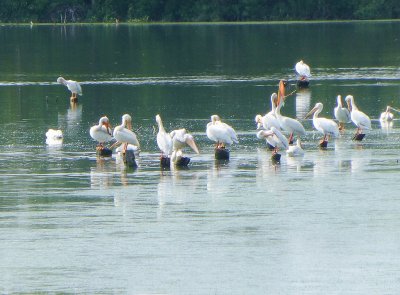 American white peilicans - Necedah National Wildlife Refuge, WI - 2013-06-14