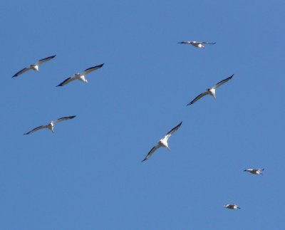 Pelicans - GALLERY