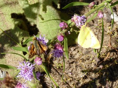 Leonard's skipper AND Clouded sulphur Spring Green Preserve WI 2016-09-10