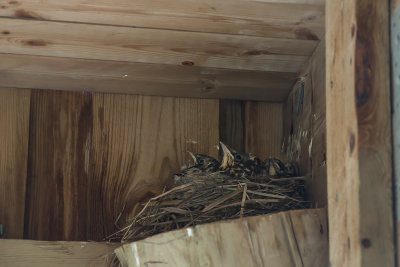 A Screechbird´s nest - Ett björktrastbo