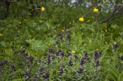 Alpine bartsia - Svarthö
