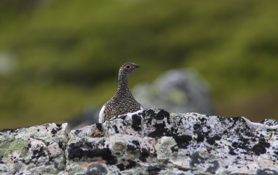 Rock Ptarmigan on Lillnipen - Fjällripa på Lillnipen