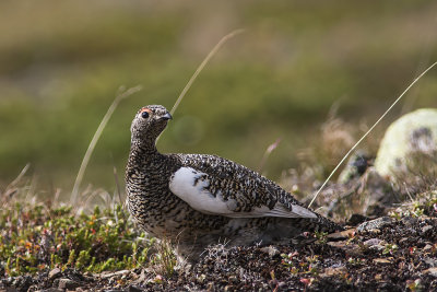 Rock Ptarmigan on Lillnipen - Fjällripa på Lillnipen