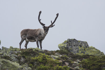 Reindeer on Lillnipen - Ren på Lillnipen