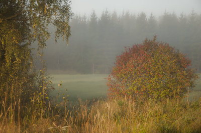 Morning-mist in september - Morgondimma i september