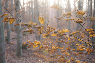 The colors of the autumn - Höstfärger