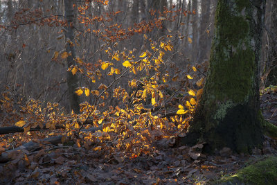 The colors of the autumn - Höstfärger
