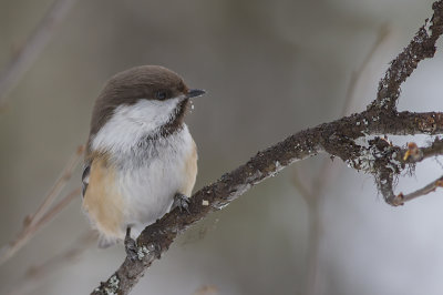 Siberian Tit - Lappmes