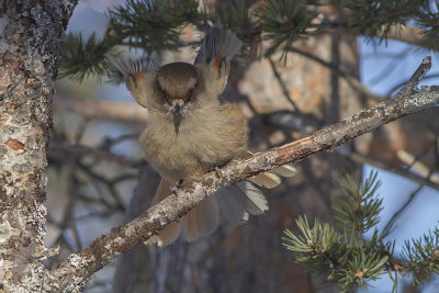 Siberian jay - lavskrika
