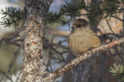 Siberian jay - lavskrika