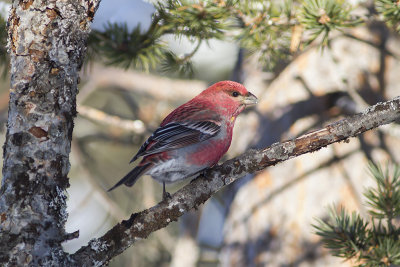 Pine Grosbeak - tallbit