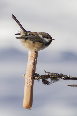 Siberian Tit - Lappmes