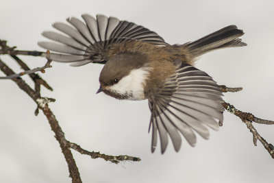 Siberian Tit - Lappmes