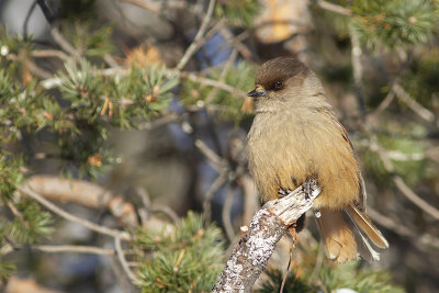 Siberian jay - lavskrika