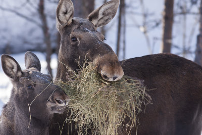 Hungry elks - hungriga älgar