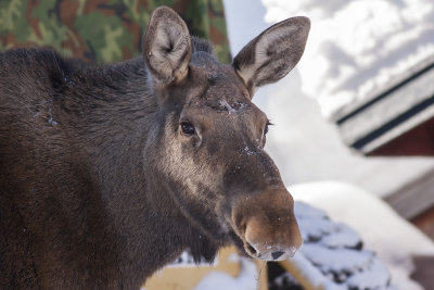 Hungry elk - hungrig älg