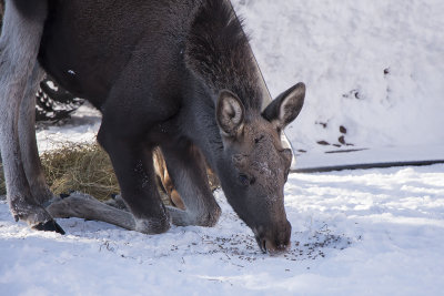 Hungry elk - hungrig älg