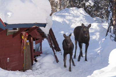 Hungry elks - hungriga älgar