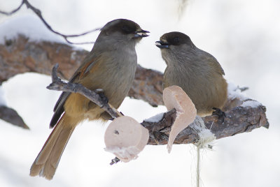 Siberian jays - lavskrikor