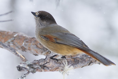 Siberian jay - lavskrika