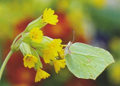 Butterflies