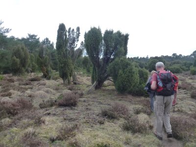 Jeneverbessen op De Hoge Veluwe