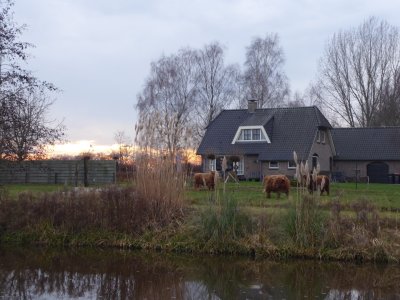 Schotse Hooglanders bij de Linderbeek