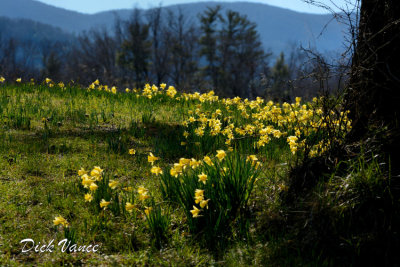 Too Early For Spring Daffodils