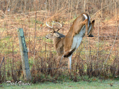 JPG CS DV 6 Two Jump DSC_4153_01.jpg