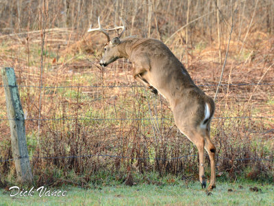 Jumping Buck - 5 Shot Series