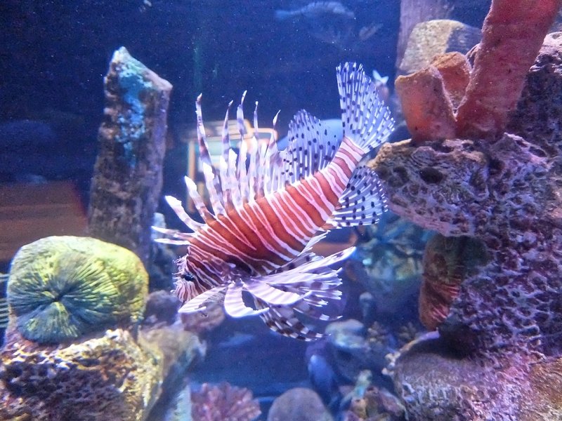 Mmmm . . . Lionfish