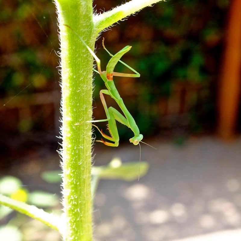 Mantis