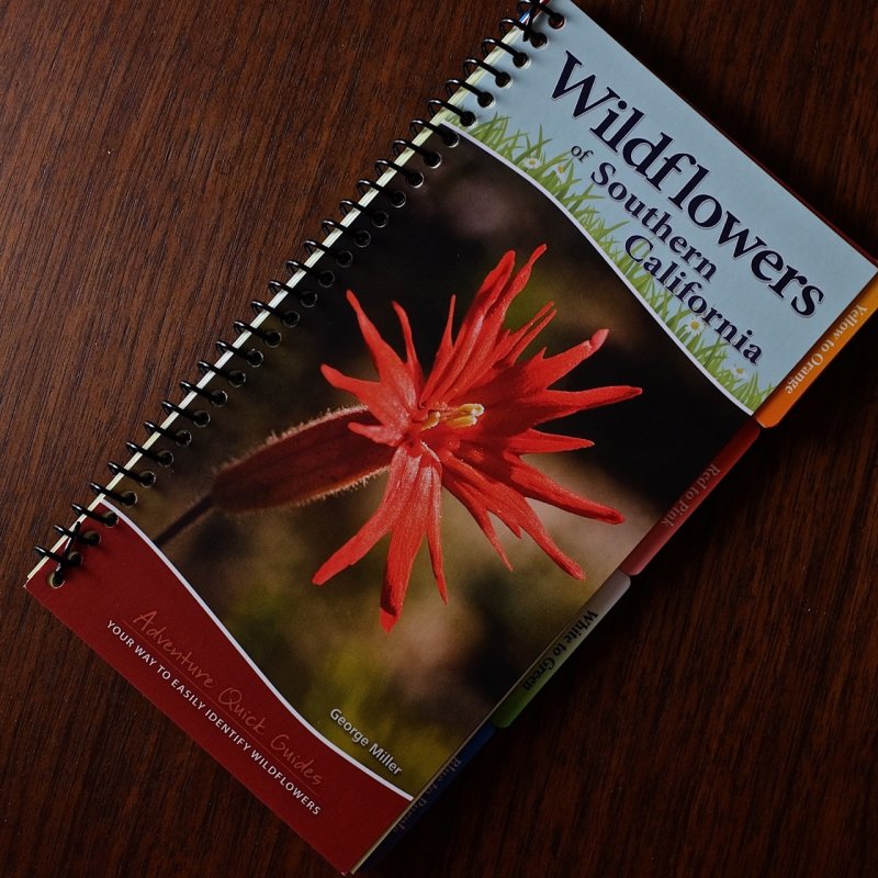 Wildflowers of Southern California