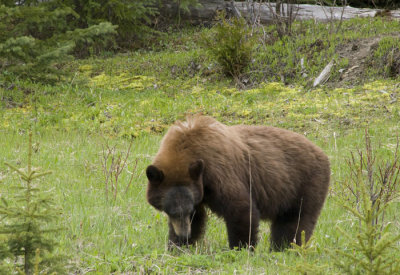 Grizzly Bear