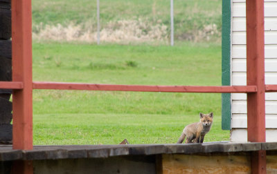 Fox pup
