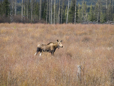 Moose