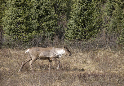 Elk