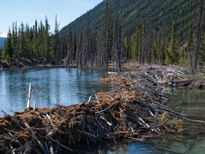 Beaver dam
