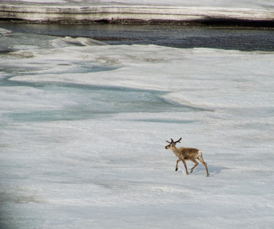 Caribou - 1