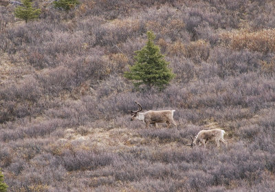 Caribou - 2