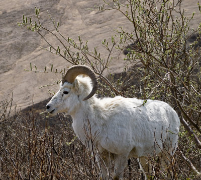 Bighorn sheep