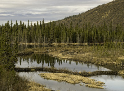 Beaver ponds