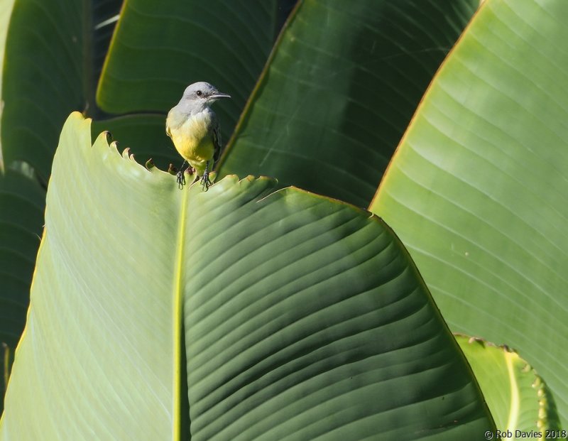 Kingbird