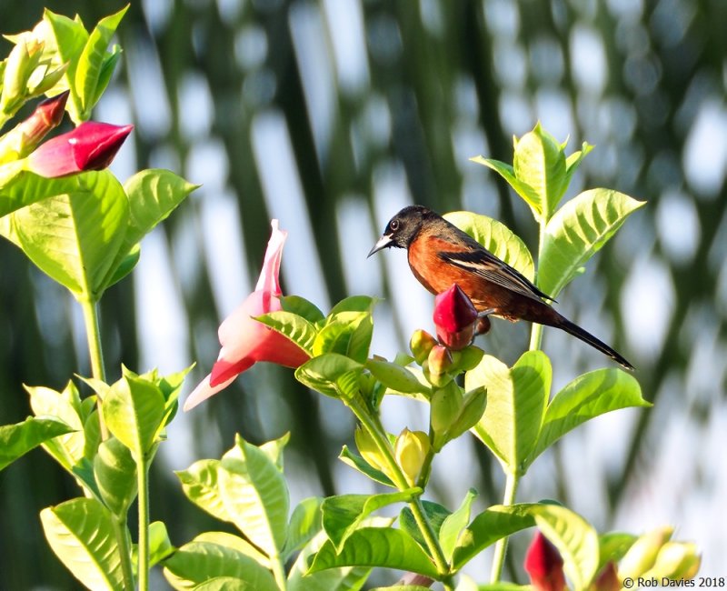 Orchard Oriole