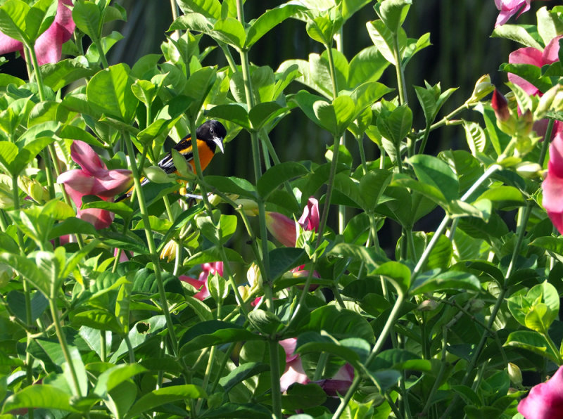Baltimore Oriole