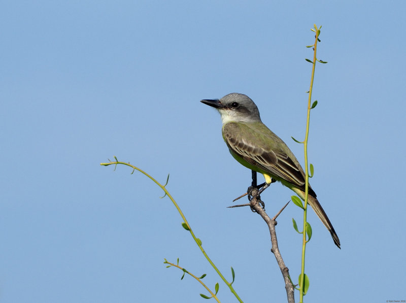 Tropical Kingbird