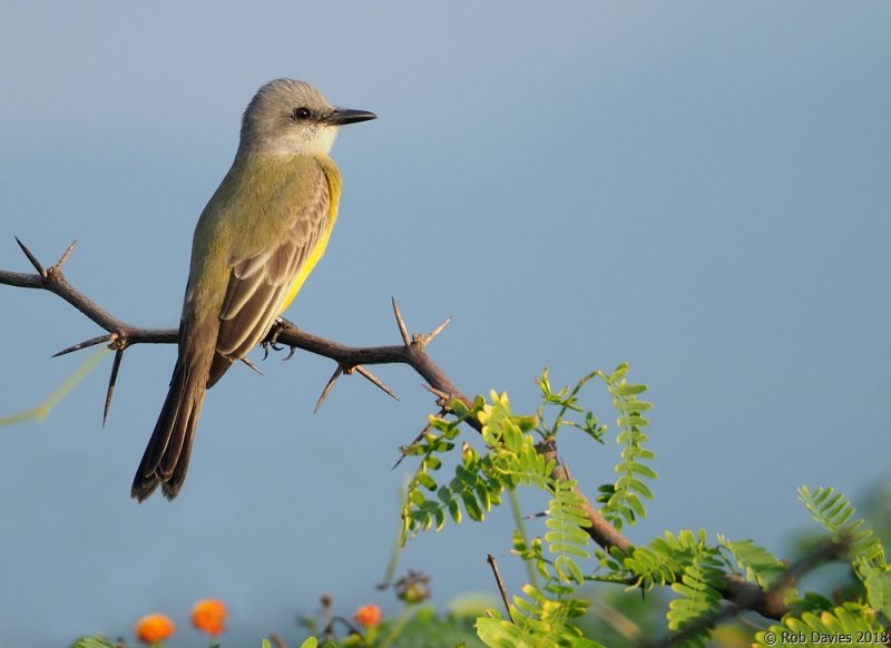 Tropical Kingbird